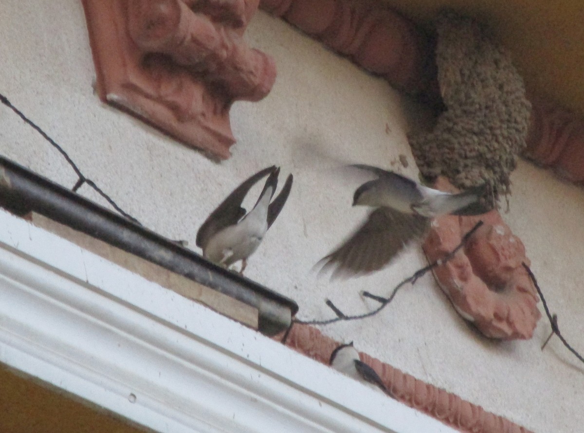 Western House-Martin - ML453726371