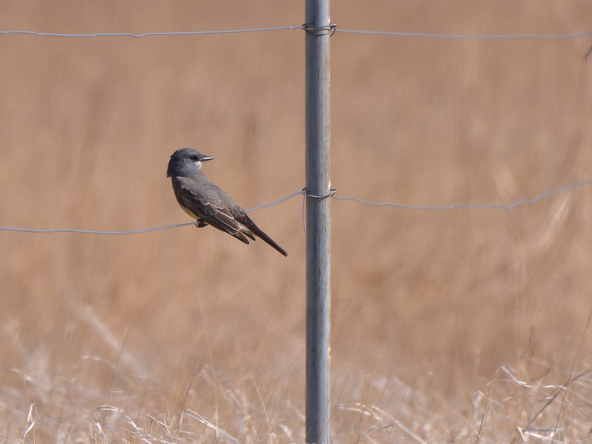 Cassin's Kingbird - ML453727301