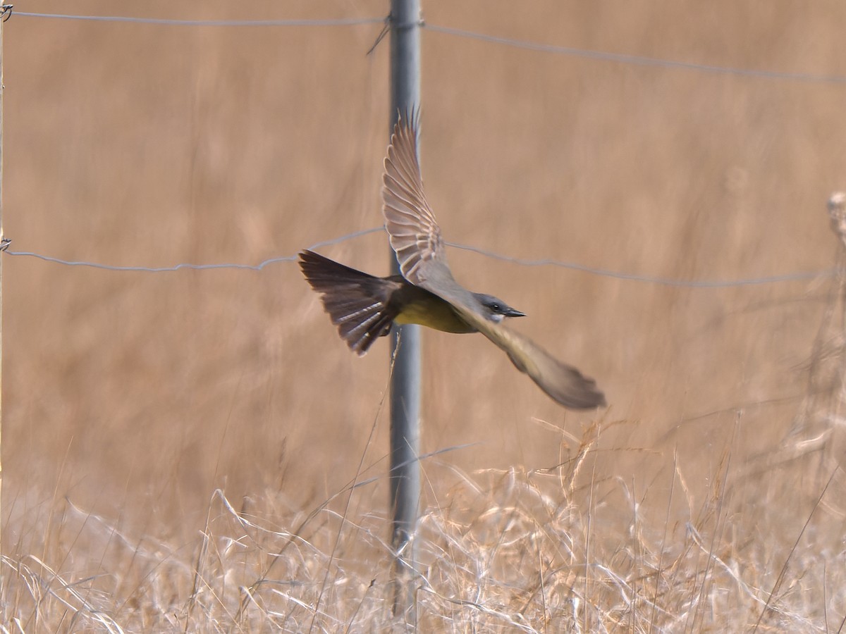 Cassin's Kingbird - ML453727331