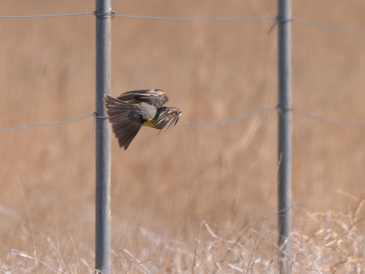 Cassin's Kingbird - ML453727361