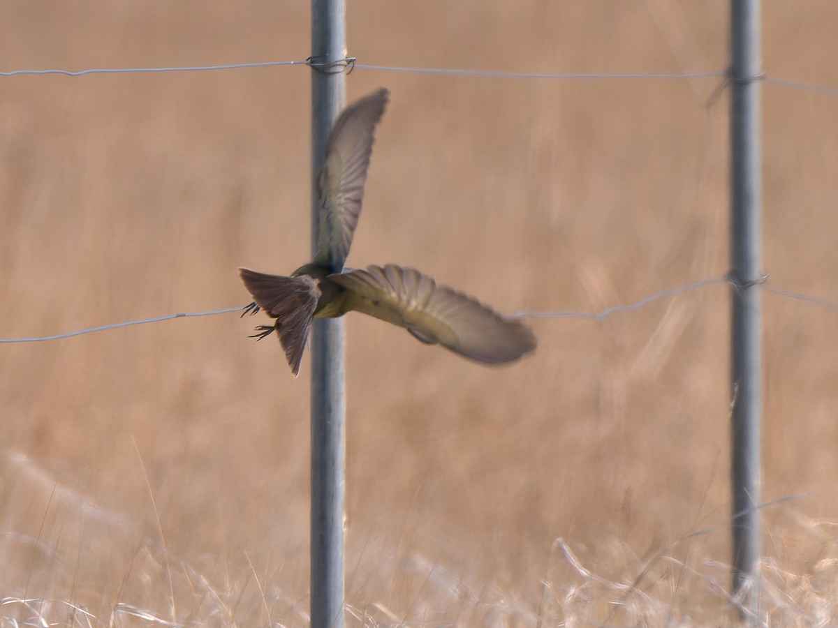 Cassin's Kingbird - ML453727381