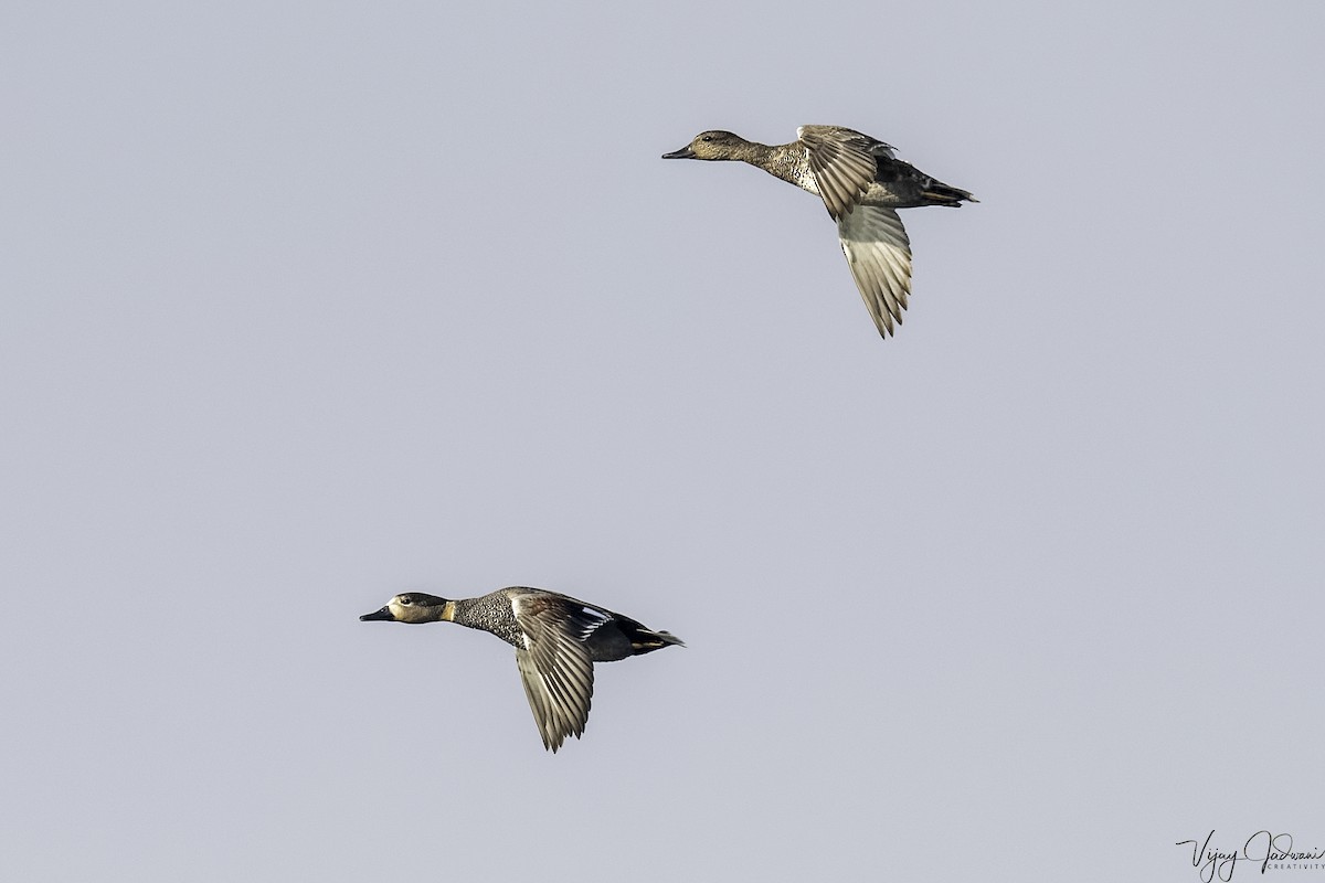 Gadwall - ML453729581