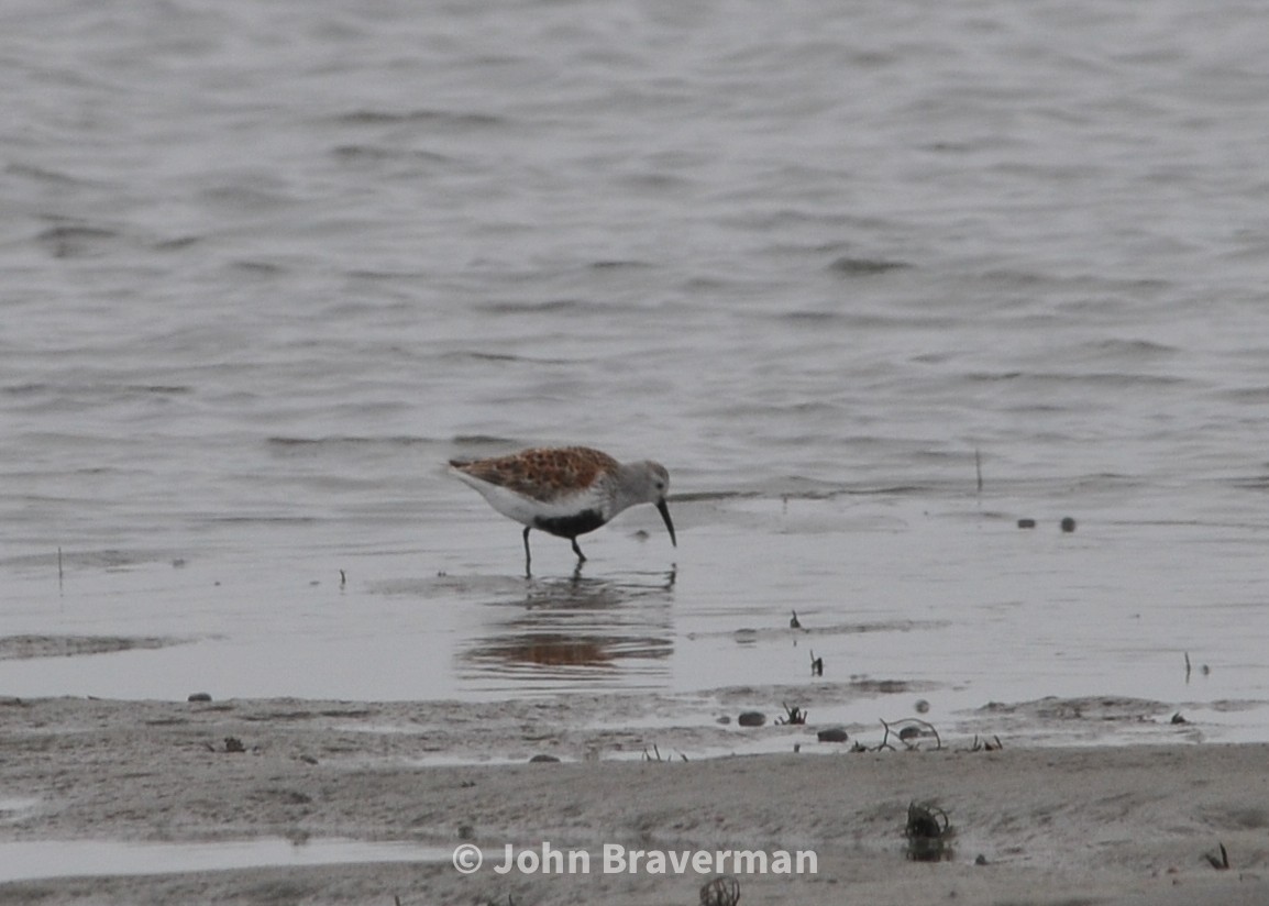 Dunlin - ML453729791