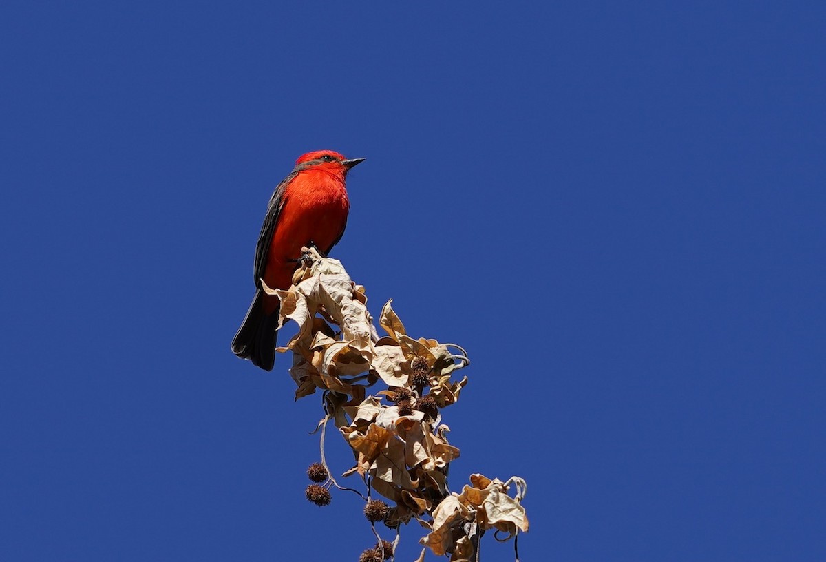 Vermilion Flycatcher - ML453730001