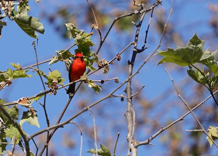 Vermilion Flycatcher - ML453730011