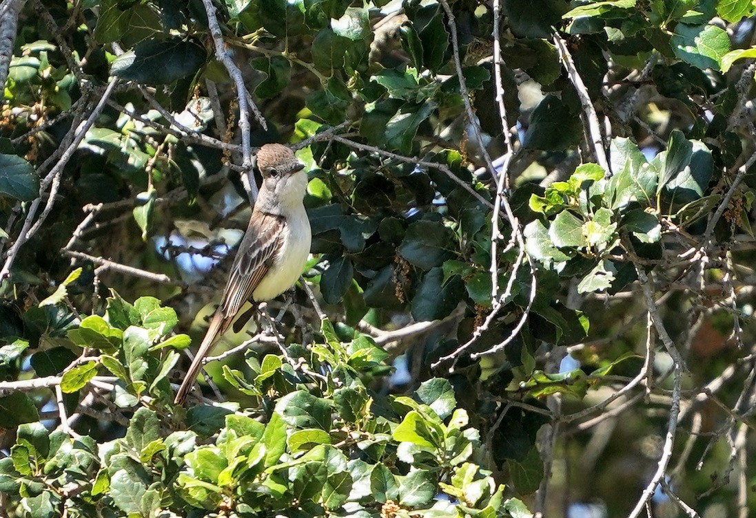Ash-throated Flycatcher - ML453730071