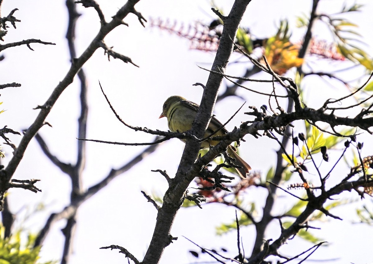 Western Tanager - ML453730351