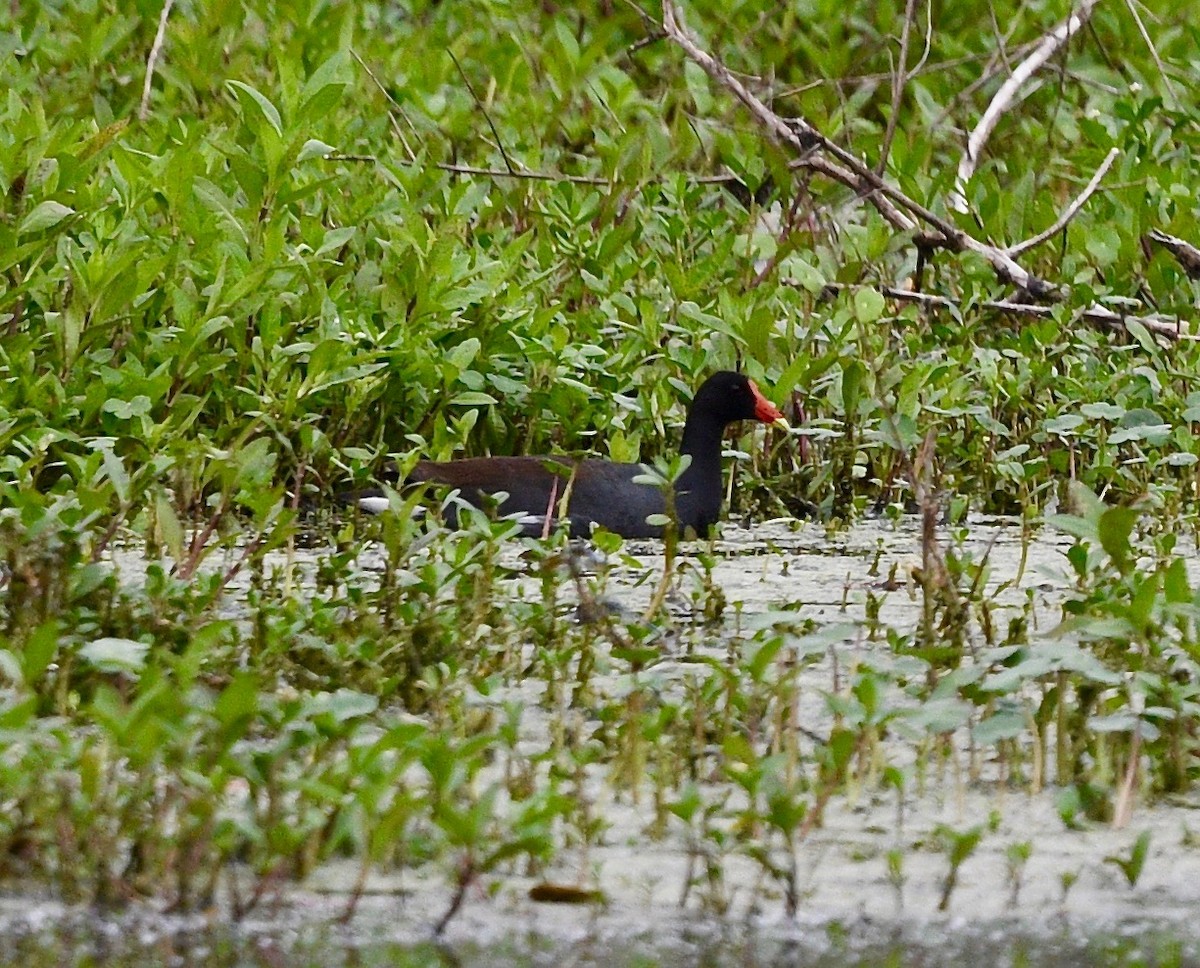 Common Gallinule - Win Ahrens