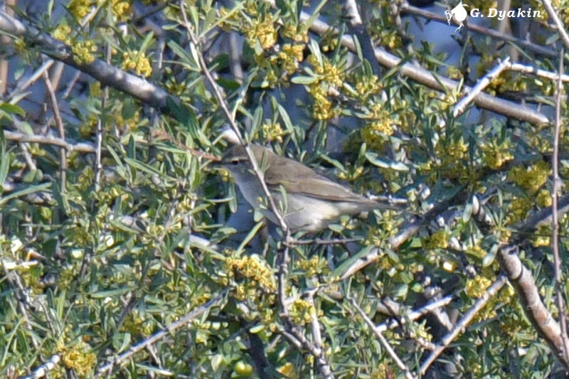 Common Chiffchaff - ML453732311