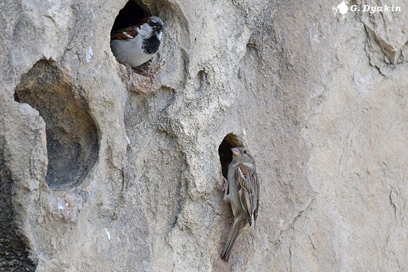 House Sparrow - ML453732531