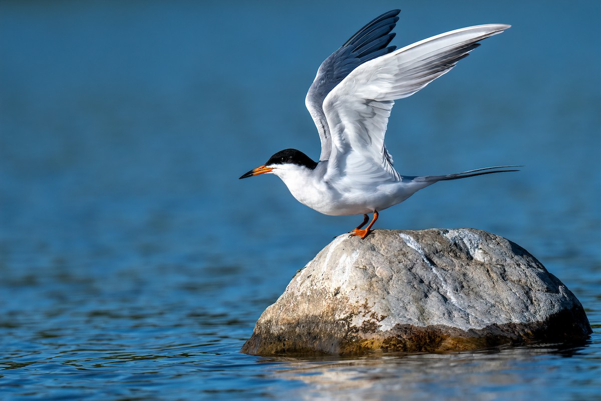 Forster's Tern - Bob Bowhay