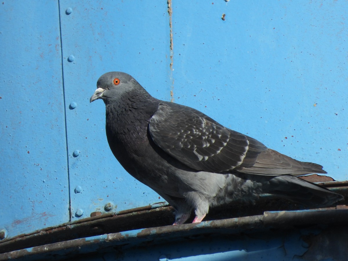 Rock Pigeon (Feral Pigeon) - ML453733821