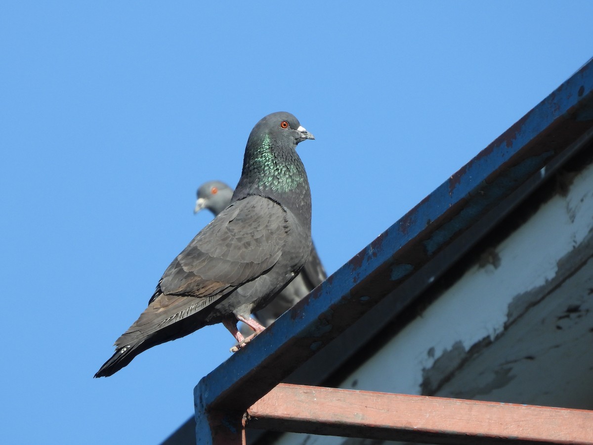 Rock Pigeon (Feral Pigeon) - ML453733911