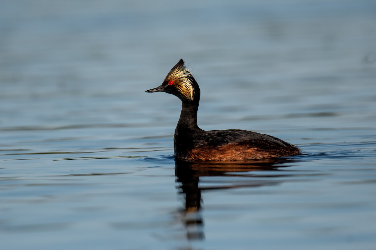 Eared Grebe - Bob Bowhay