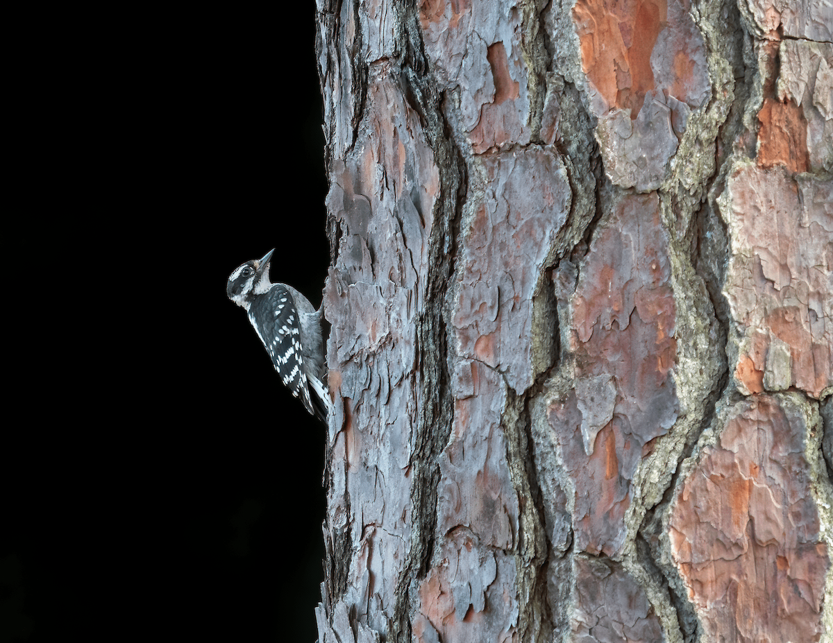 Downy Woodpecker - Adams Rosales