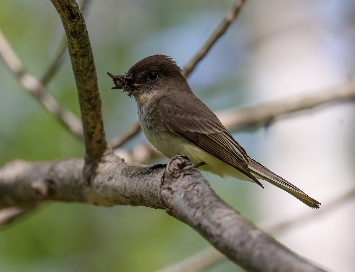 Eastern Phoebe - ML453737201