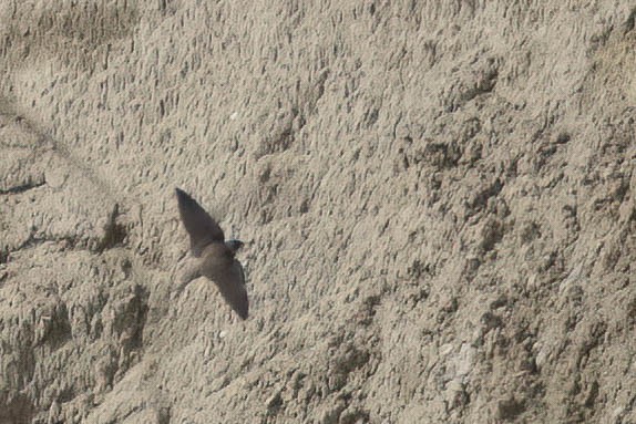 Hirondelle de rivage - ML453737341