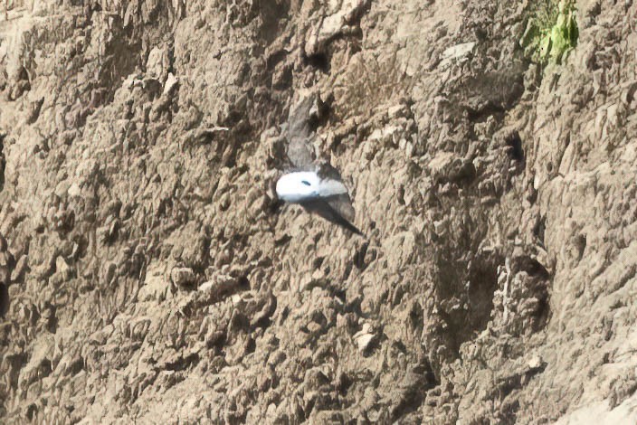 Bank Swallow - ML453737351