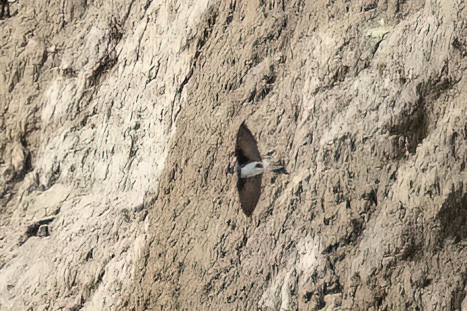 Bank Swallow - ML453737361