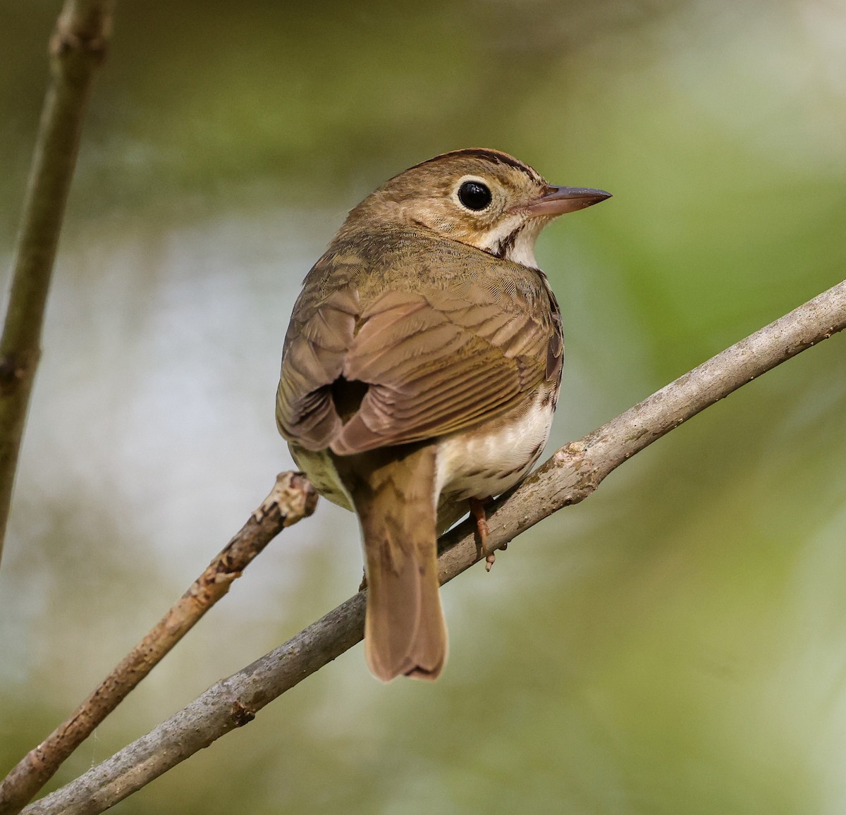 Ovenbird - ML453737741