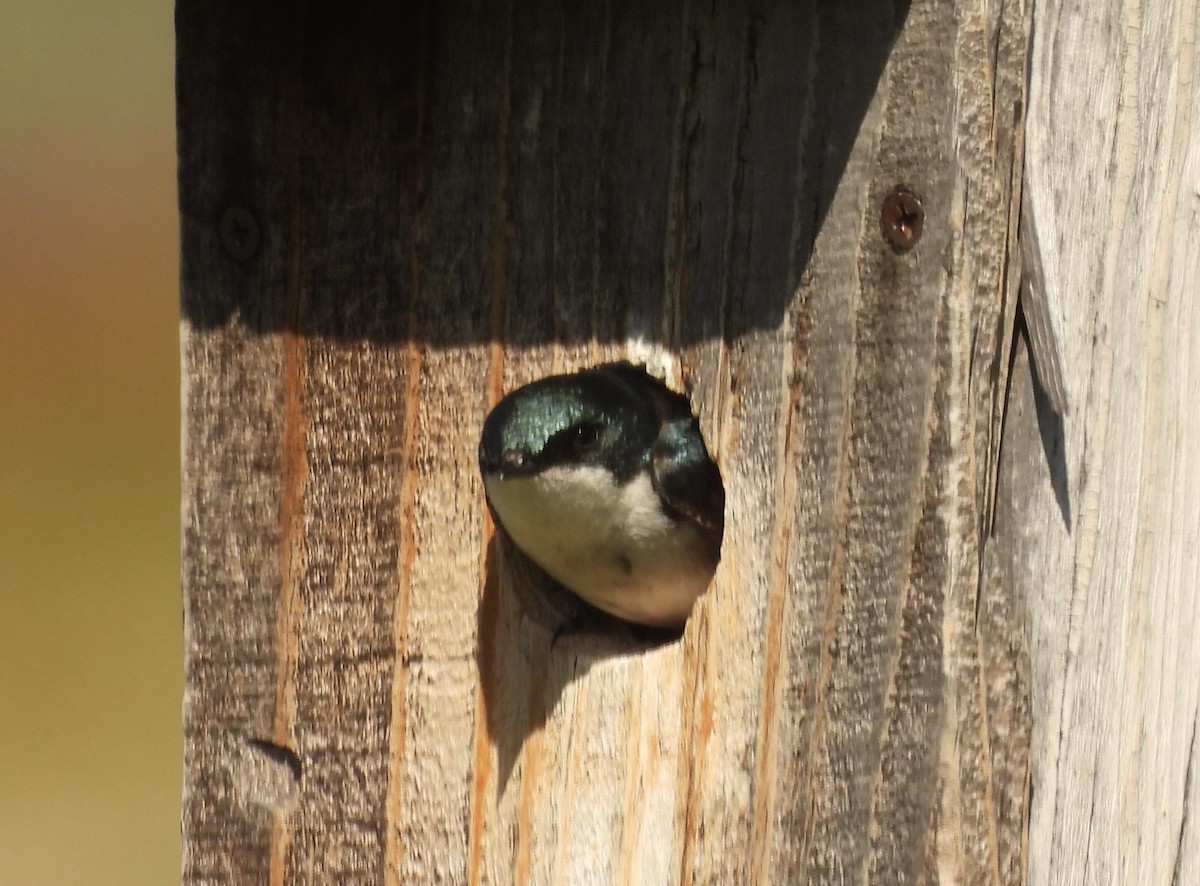 Golondrina Bicolor - ML453738161