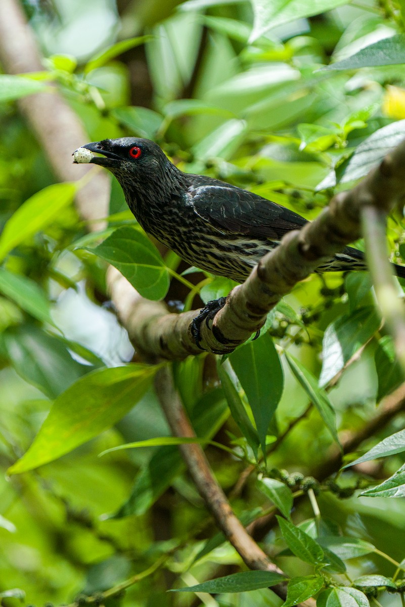 Asian Glossy Starling - ML453738791