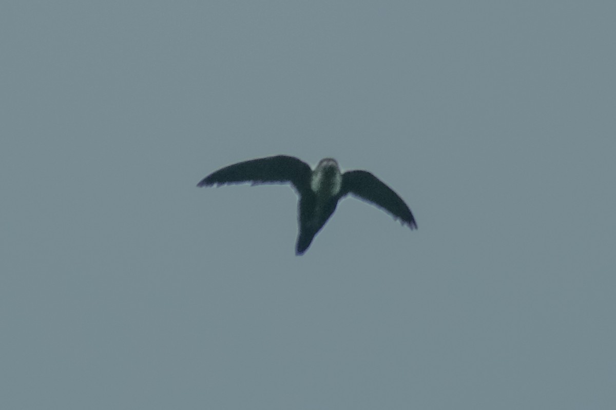 White-throated Swift - ML453740161