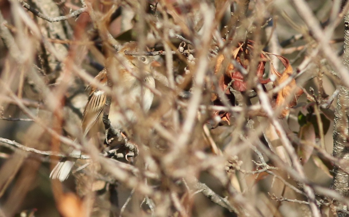 Field Sparrow - ML45374131