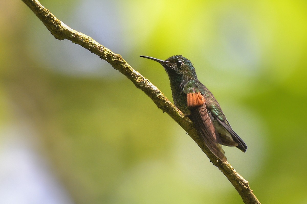 Streifenschwanzkolibri - ML453741481