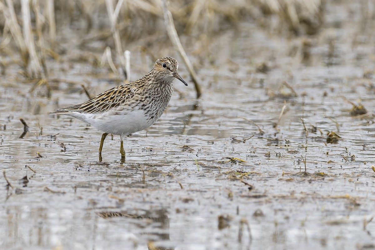 Bécasseau à poitrine cendrée - ML453743421