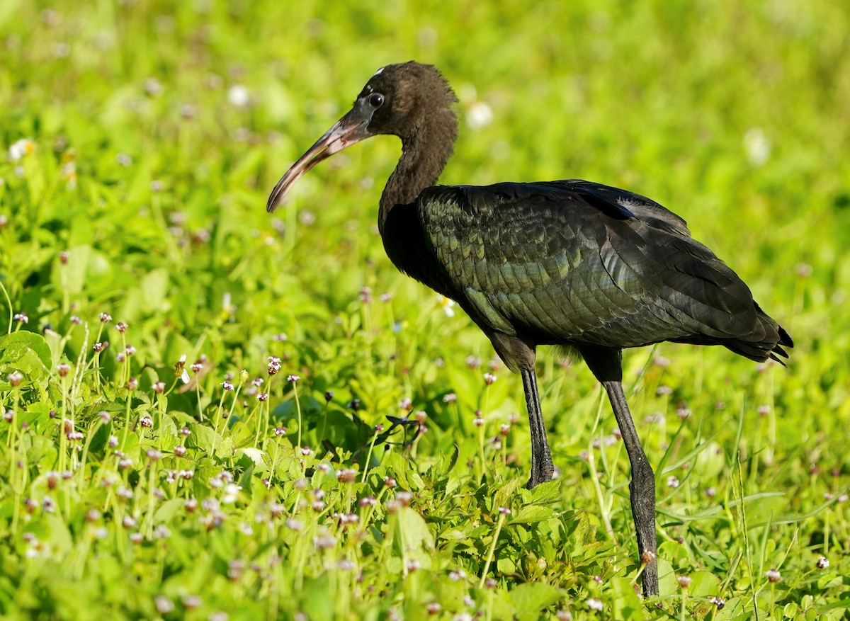 ibis hnědý - ML453744711