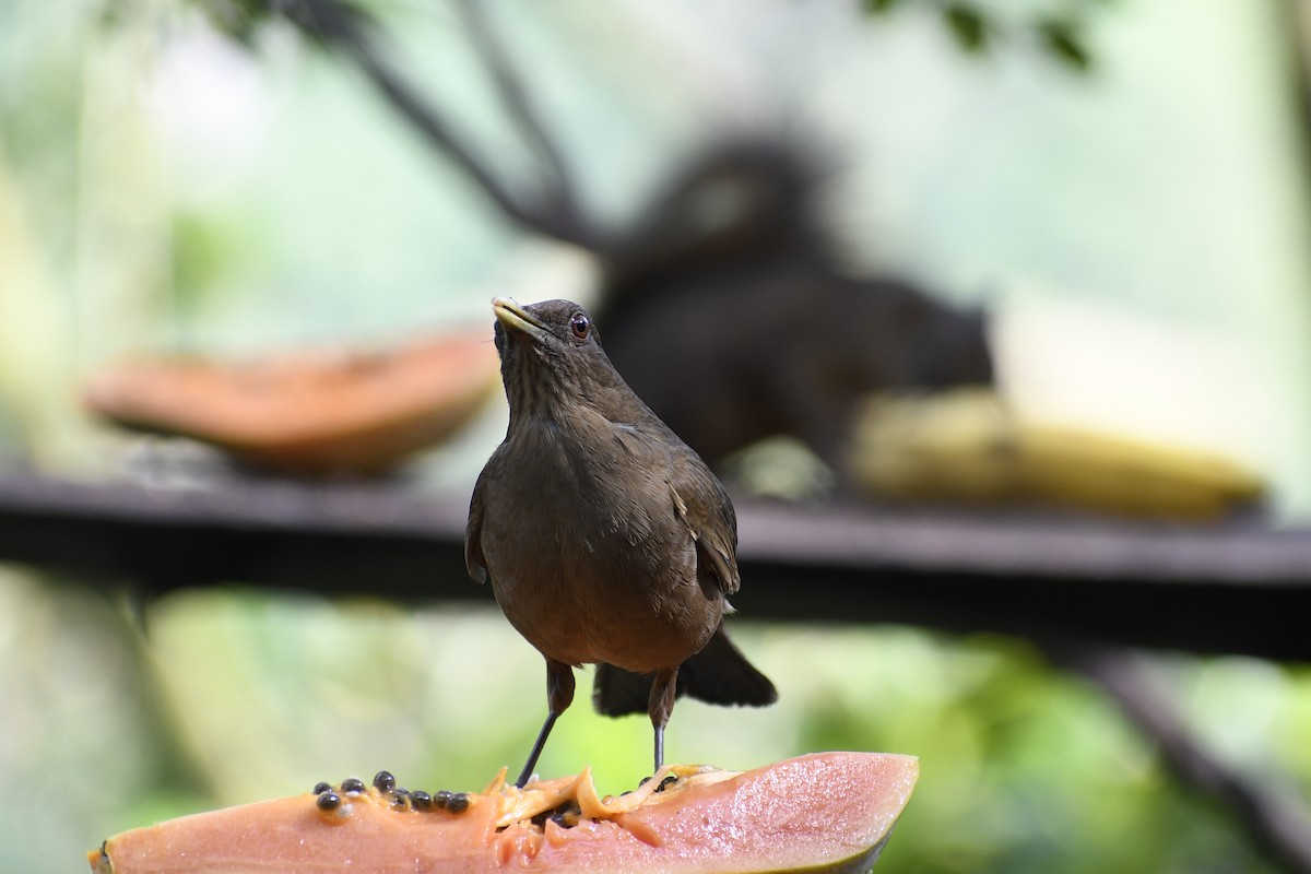 Clay-colored Thrush - ML453745031