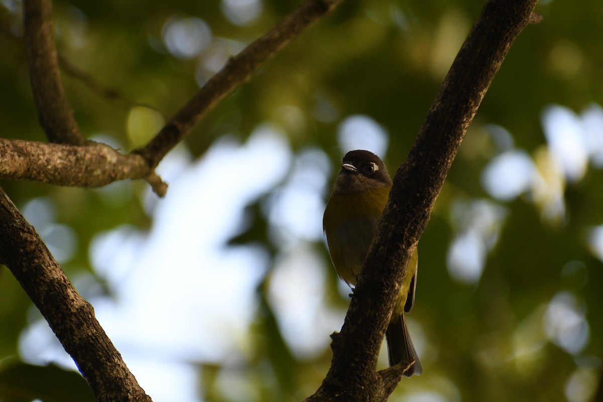 Common Chlorospingus - Doug Vine