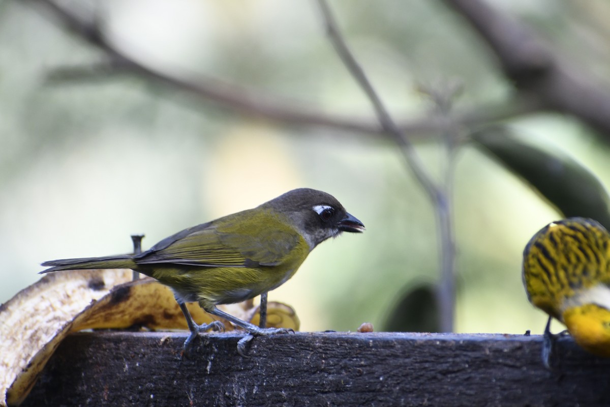 Common Chlorospingus - Doug Vine