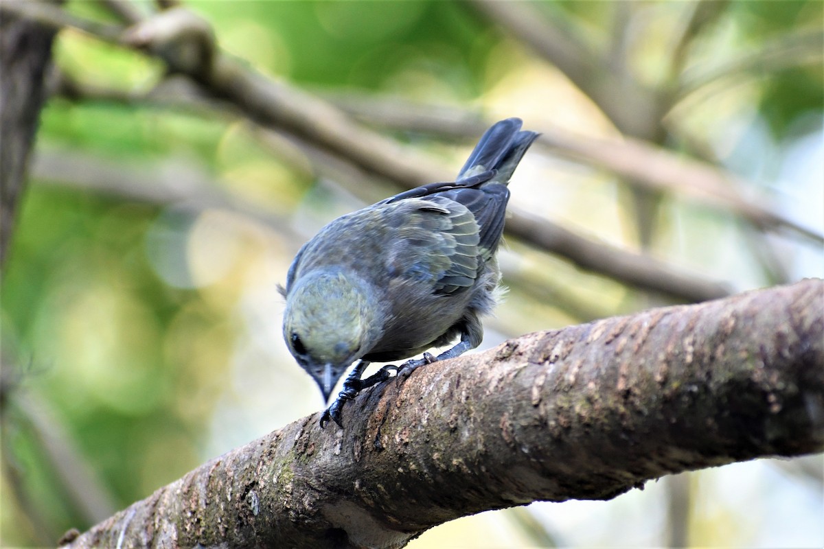 Palm Tanager - Doug Vine