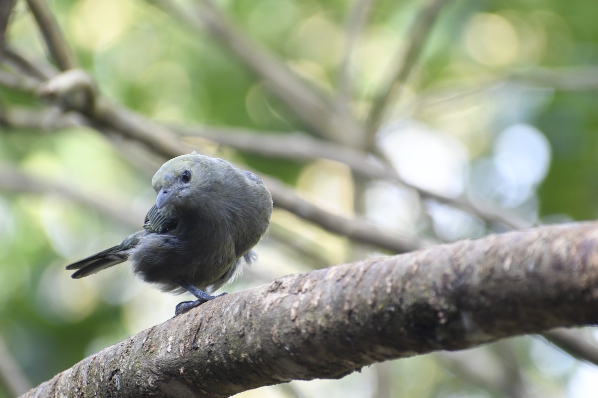 Palm Tanager - Doug Vine