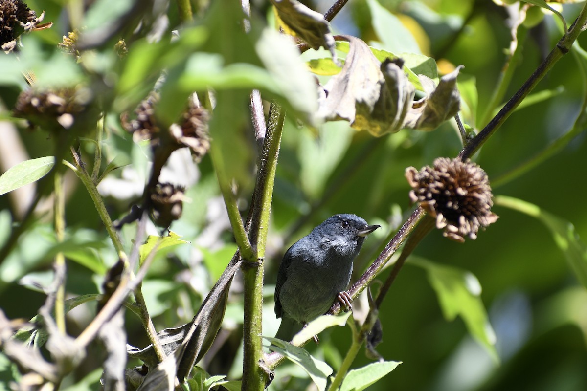 Slaty Flowerpiercer - Doug Vine