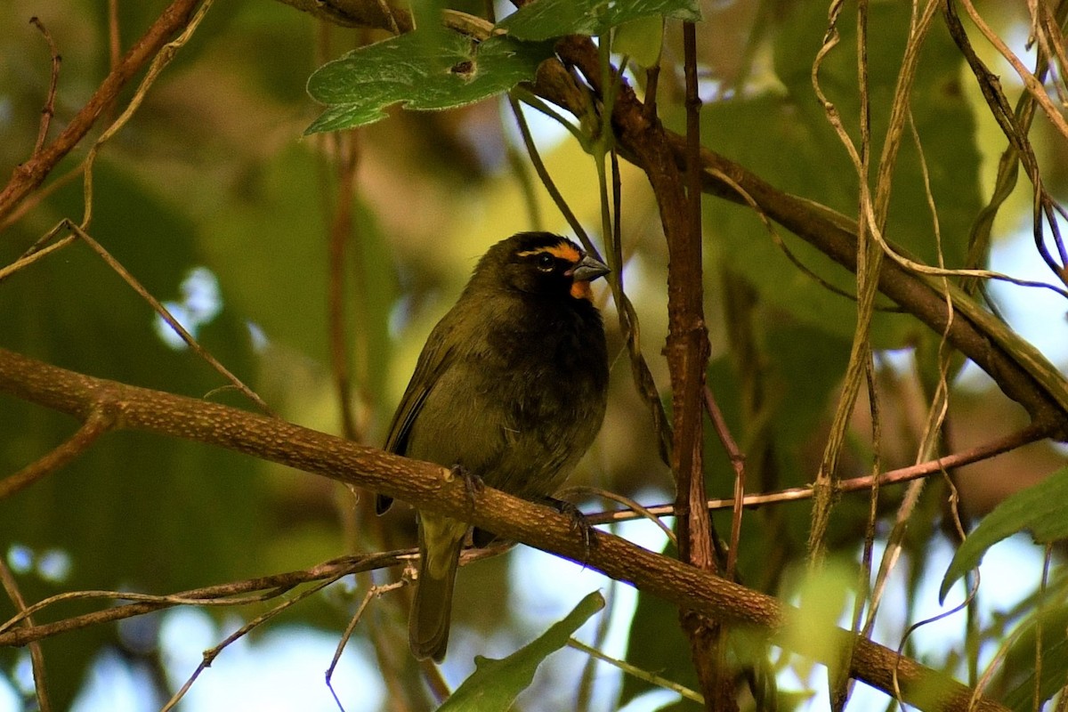 Yellow-faced Grassquit - ML453746481