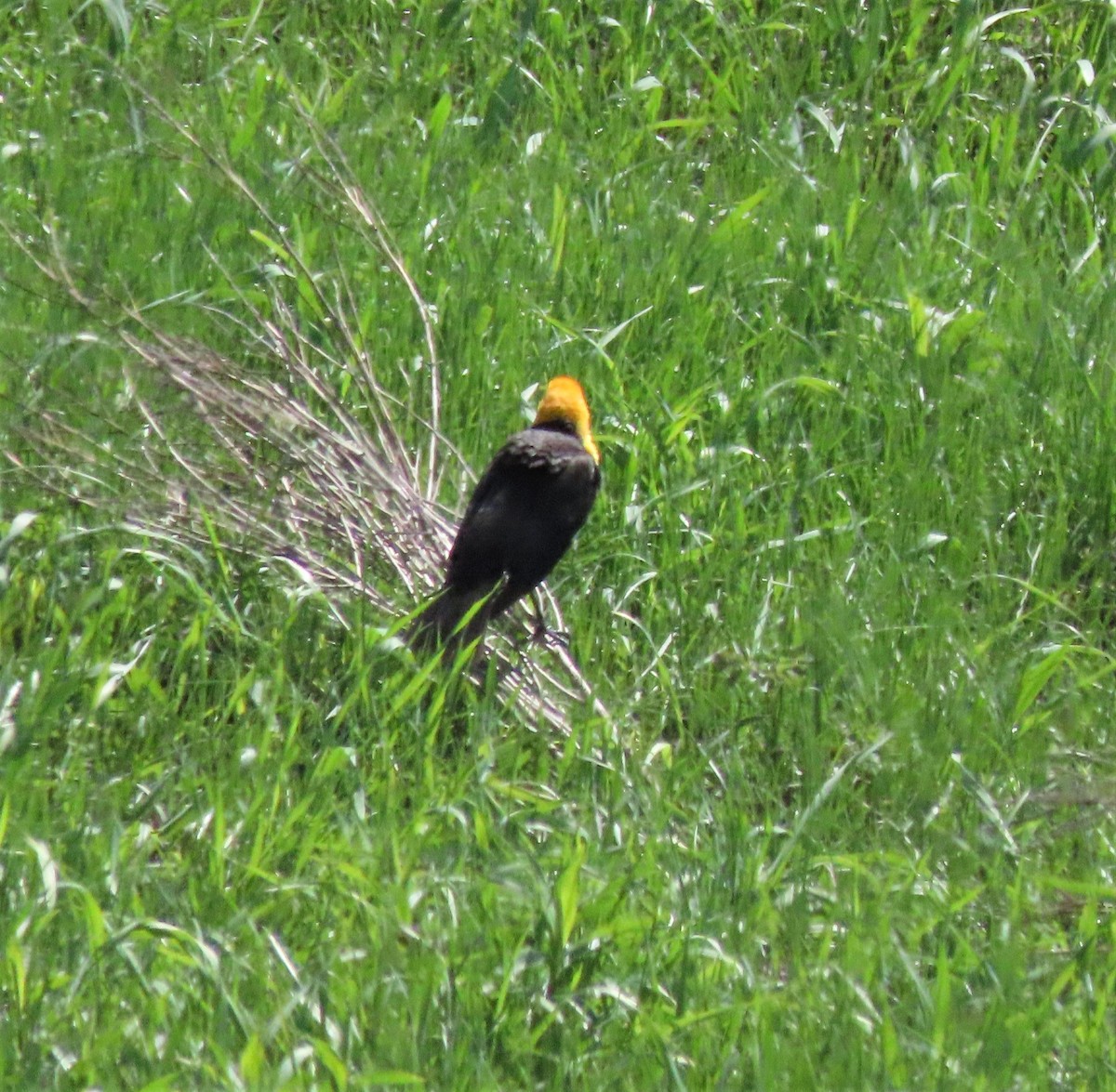 Brillenstärling - ML453746751