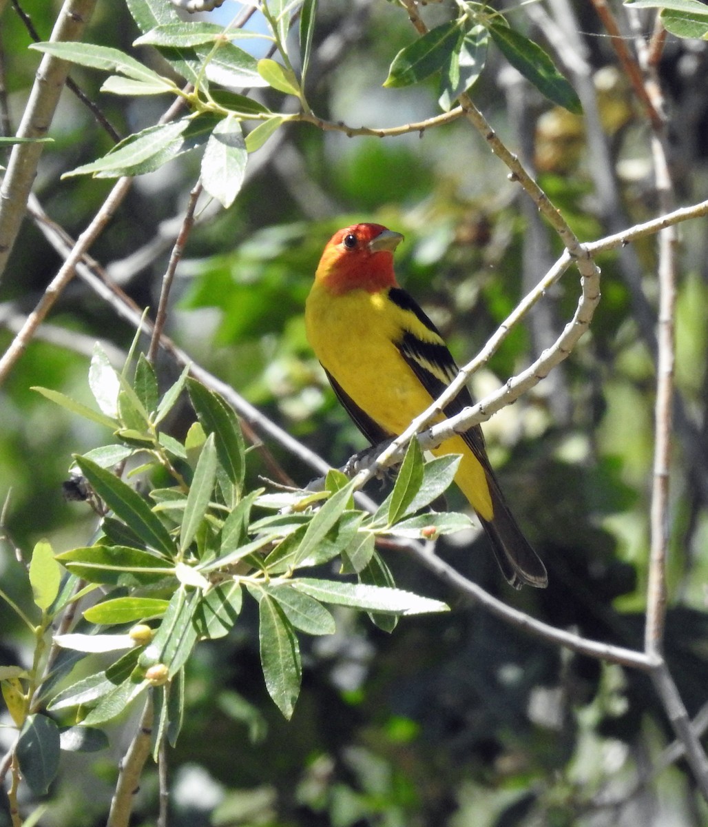 Western Tanager - Kevin Enns-Rempel