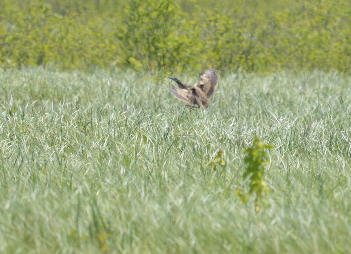 American Bittern - ML453747081