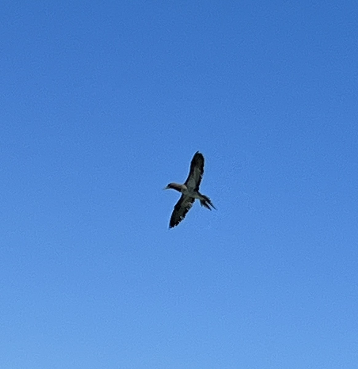 Brown Booby - ML453748321