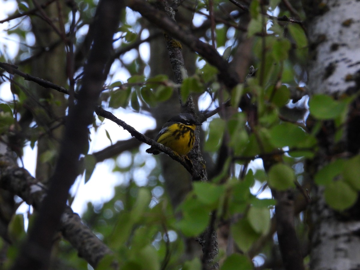 Magnolia Warbler - ML453748391