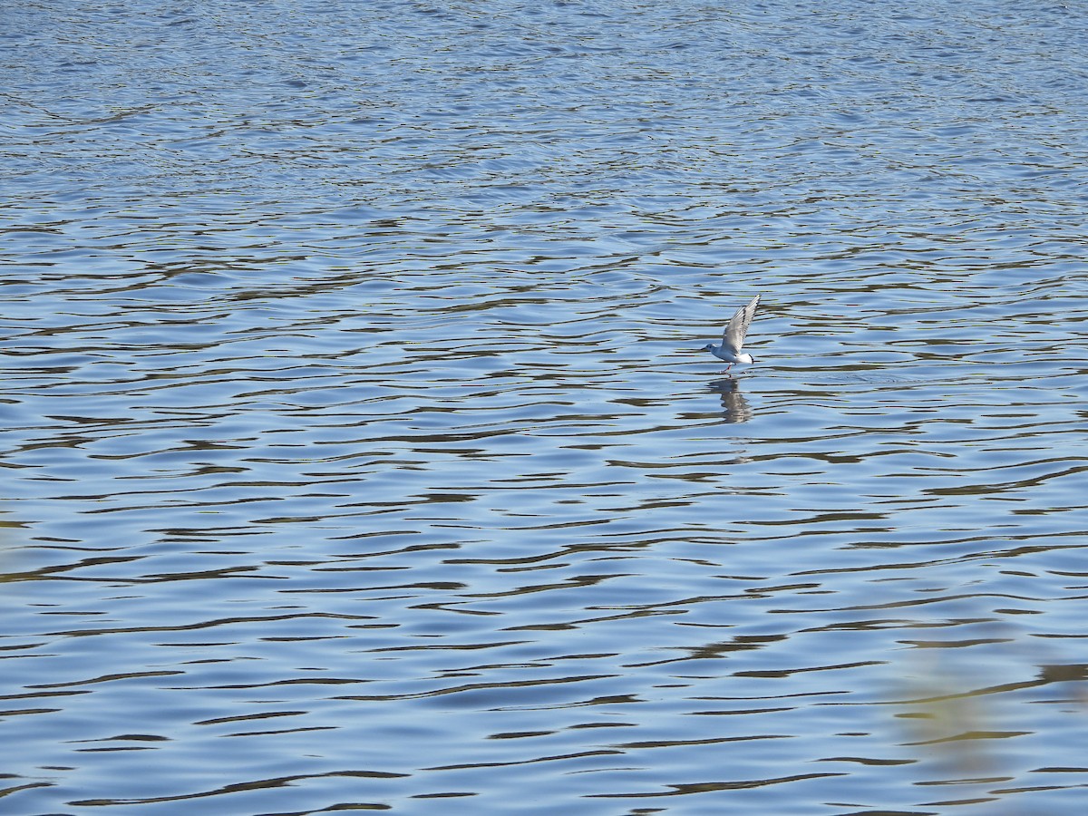 Bonaparte's Gull - ML453748581