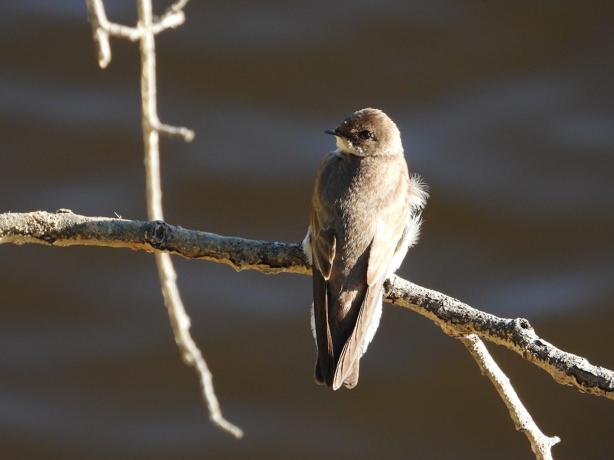 Northern Rough-winged Swallow - ML453748631
