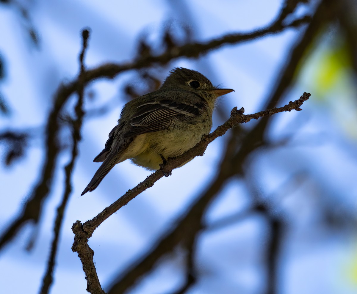 Western Flycatcher (Pacific-slope) - ML453749501