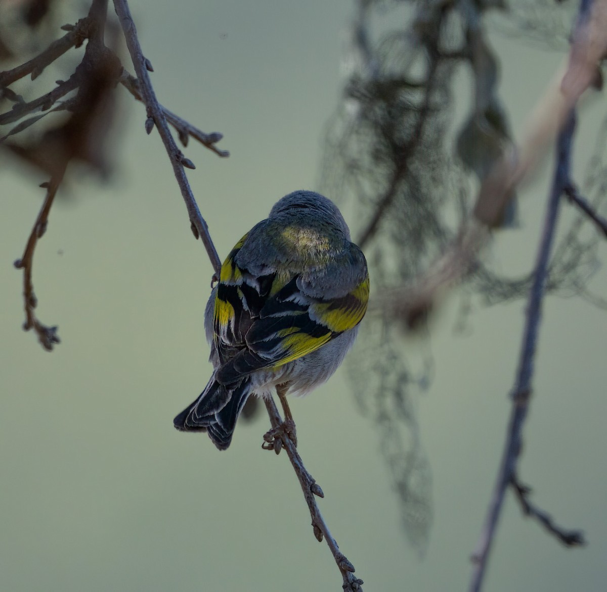 Lawrence's Goldfinch - ML453749621