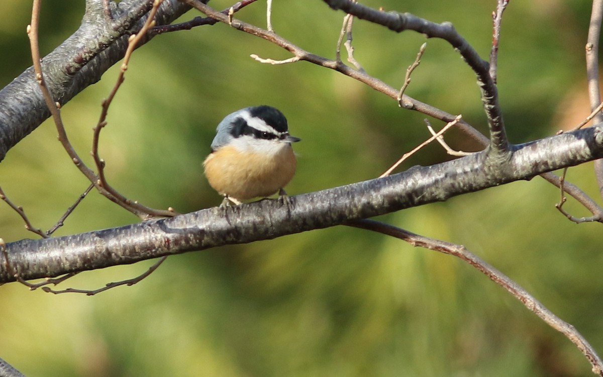 Red-breasted Nuthatch - ML45375031