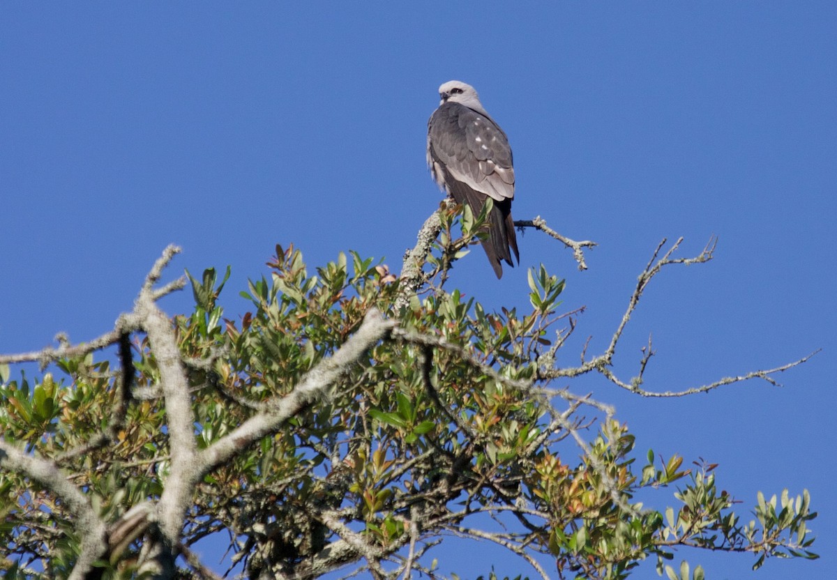 Mississippi Kite - Matt Brady