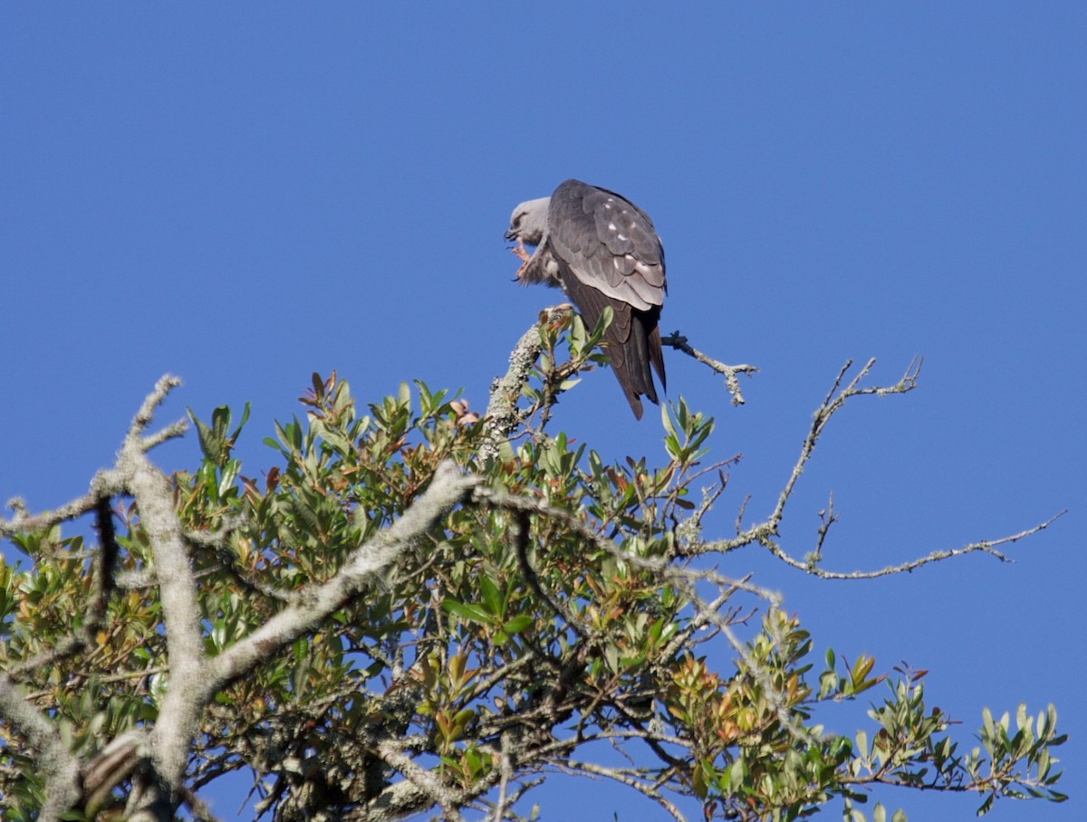 Mississippi Kite - ML45375091